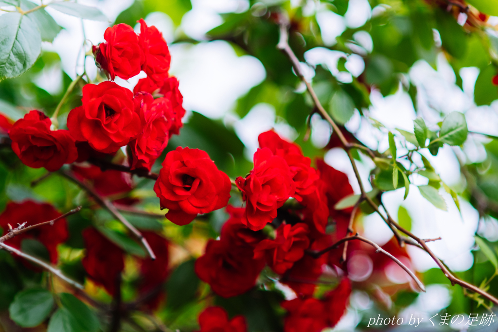 スィーツレッド