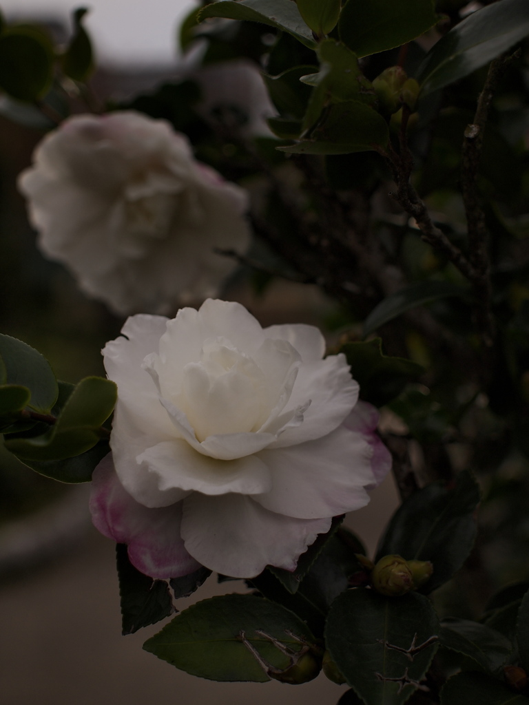 山茶花の咲くころ