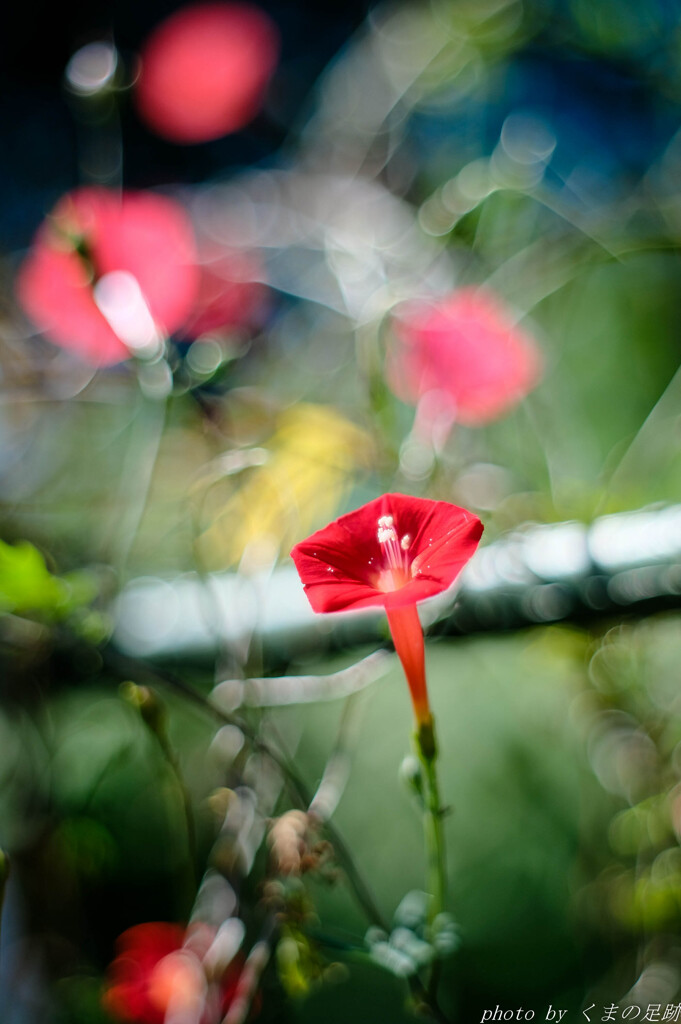 誰かがつけていた真っ赤なスカーフ