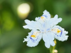 初夏の彩り ⅩⅩⅨ