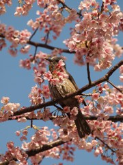 春の端正Ⅰ