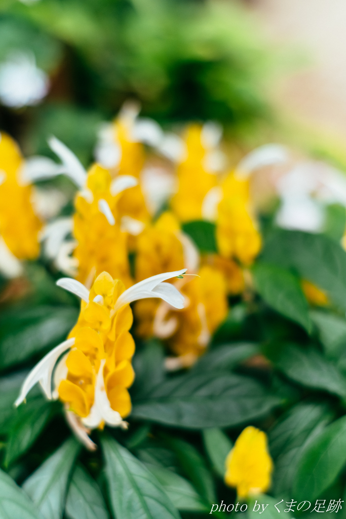 ピンはあっている