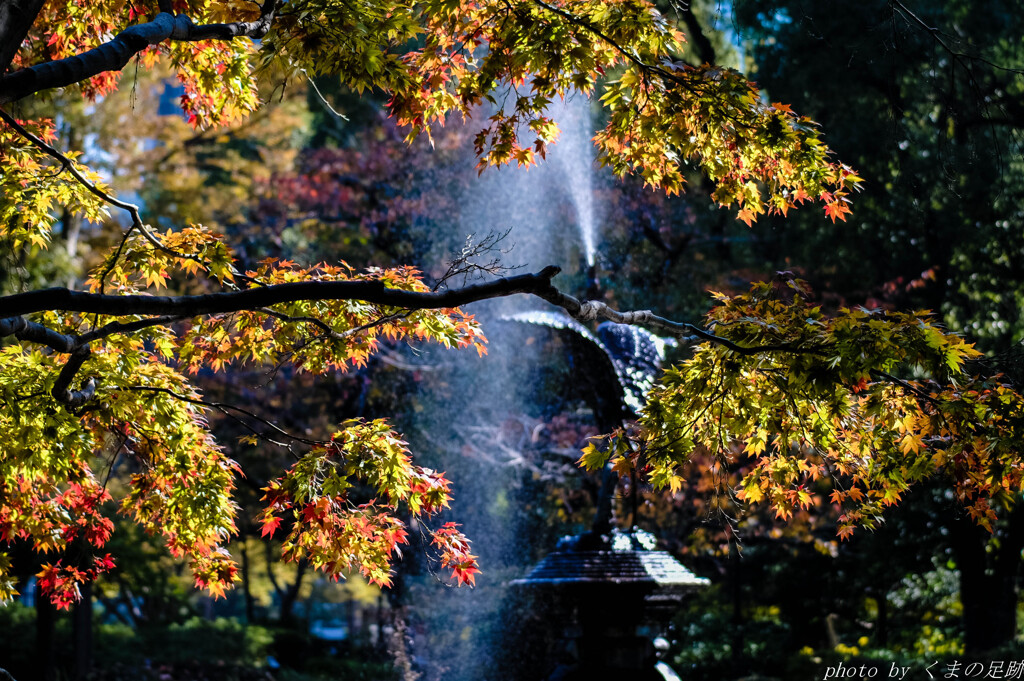 都心の紅葉