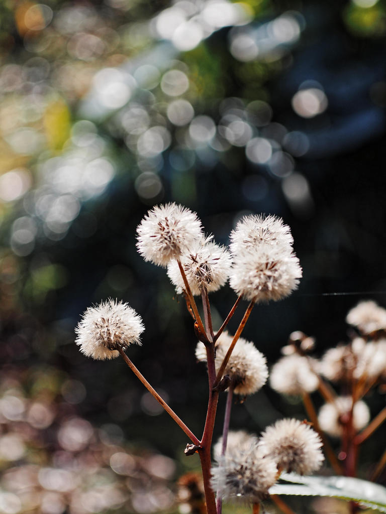 冬の色をたのしむ　⑲