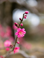 紅柔らかに