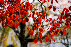 紅葉降る