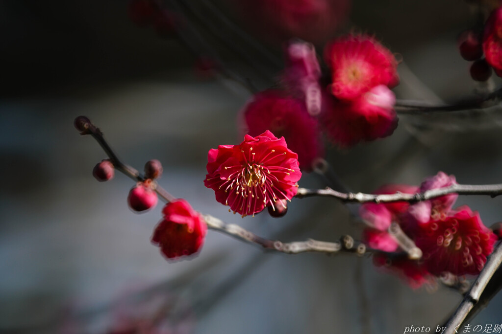 深紅