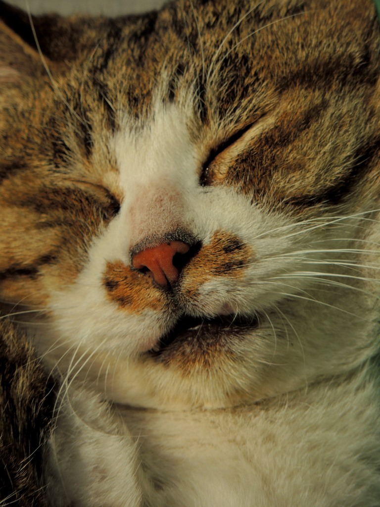まると呼ばれていた猫