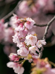 久方の