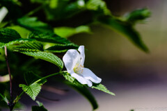 お控えなすって