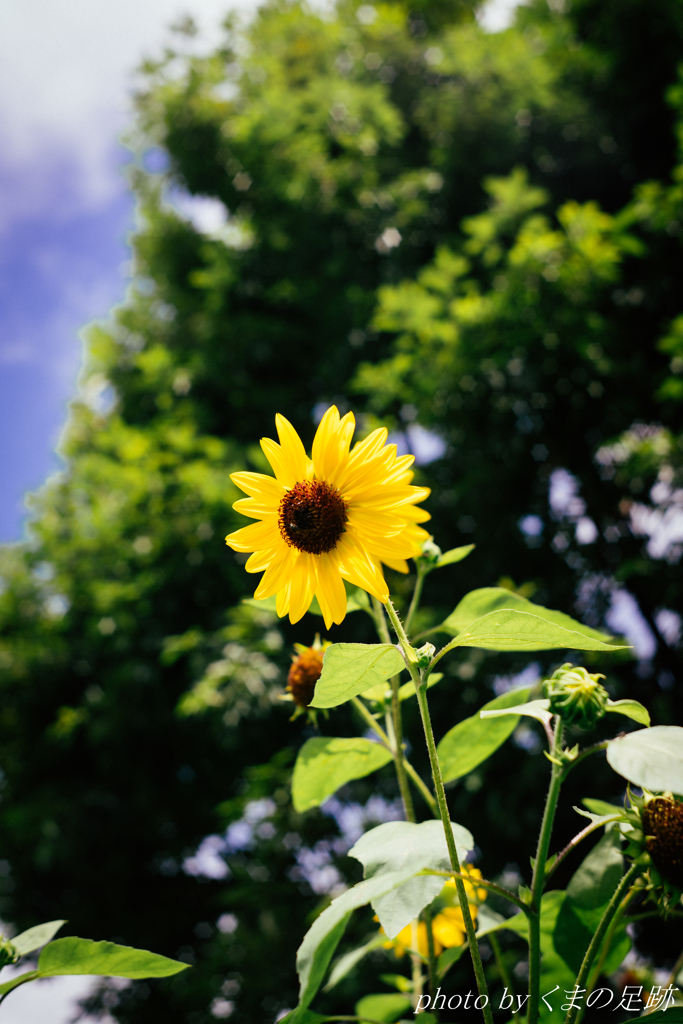 いつの間にか夏