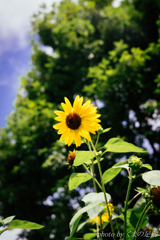 いつの間にか夏