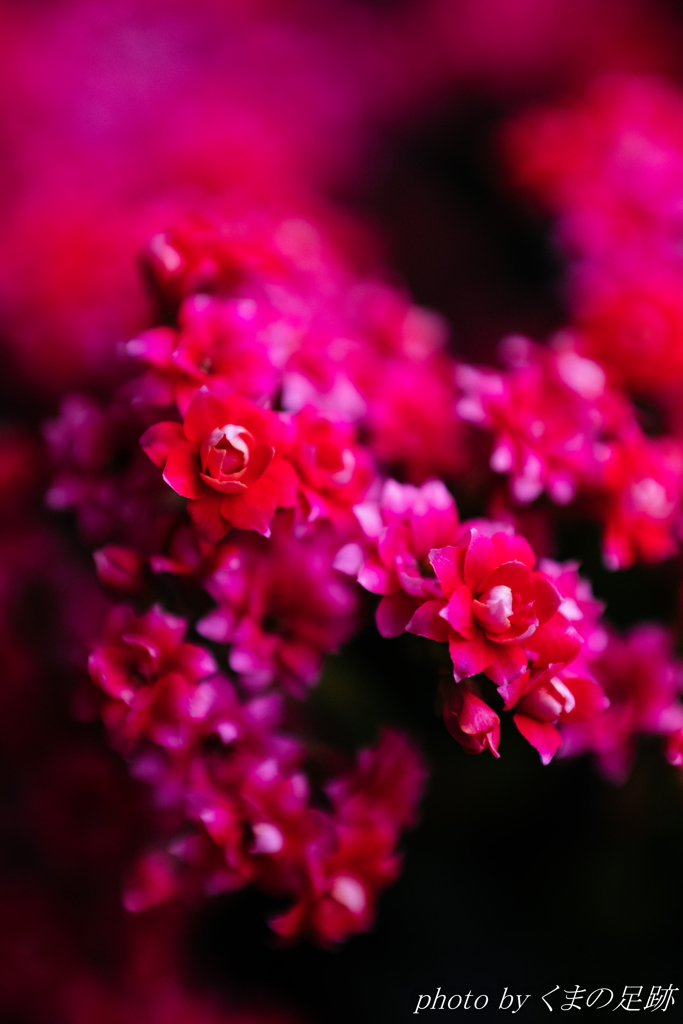 紅華