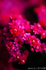 紅華
