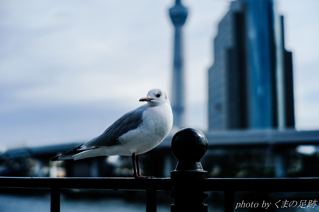 東京封鎖