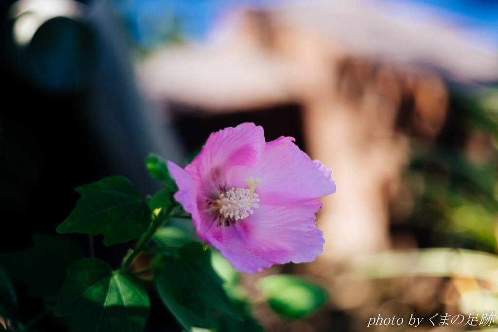 いつか君に会える日も