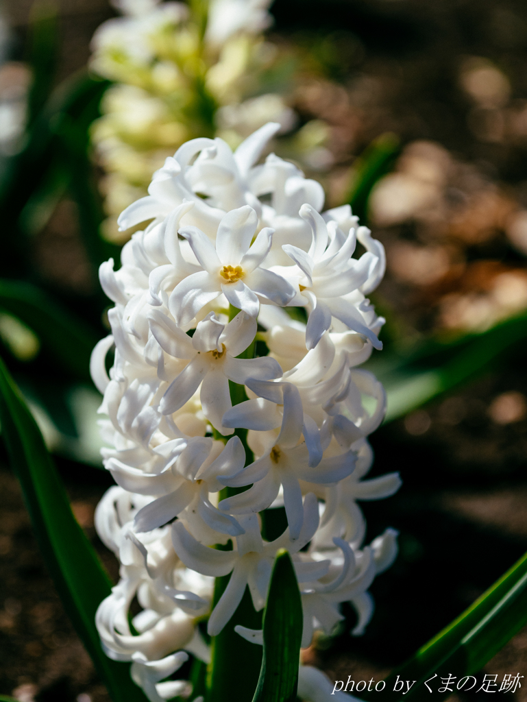 そふとくりーむ