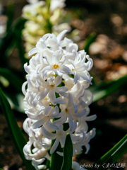 そふとくりーむ