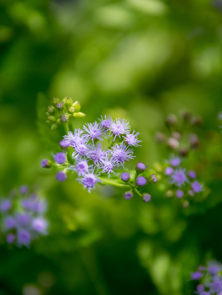 小さくはじけて