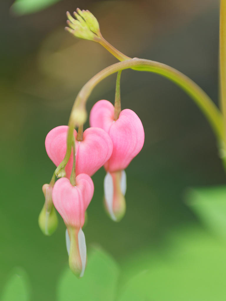 とらいあんぐるらぶ