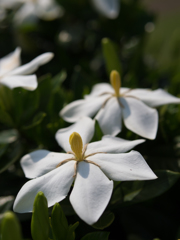 ハンカチ花