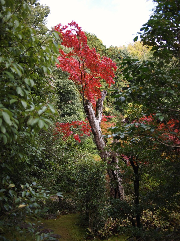 京都補完計画 其ノ佰弐拾伍