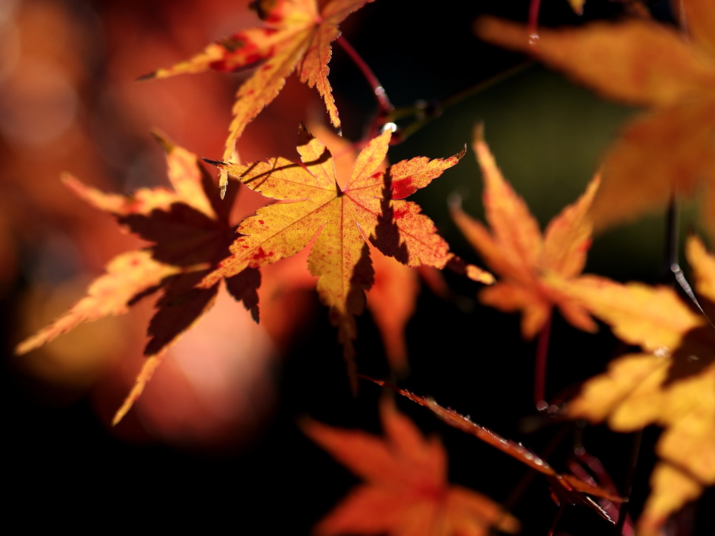 ひそやかにくれなう：45mm