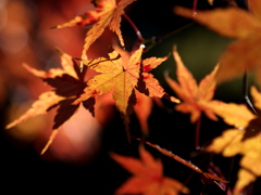 ひそやかにくれなう：45mm