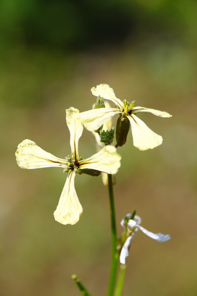 プロペラの休息