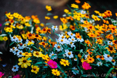 記憶なんていい加減なものさ