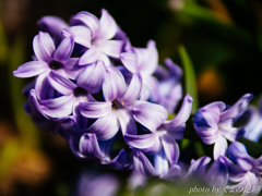 しやしんす･･･江戸っ子でぇぃ