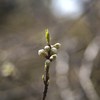 春の鼓動Ⅸ