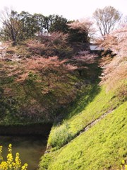 散りてなお Ⅱ