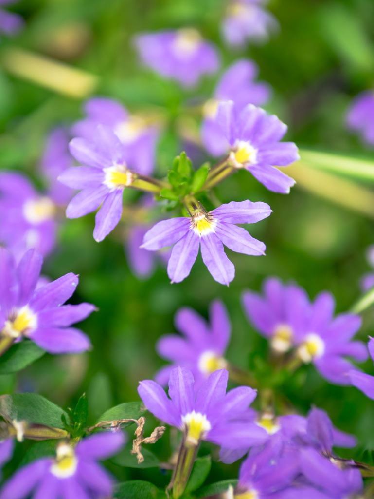 オーライ・オーライ