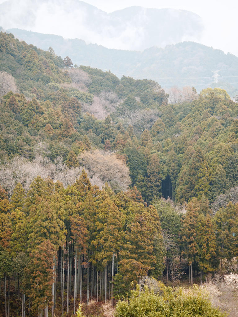 春待つ山