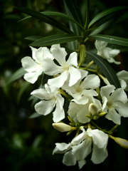 きれいな花には