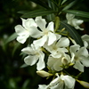 きれいな花には