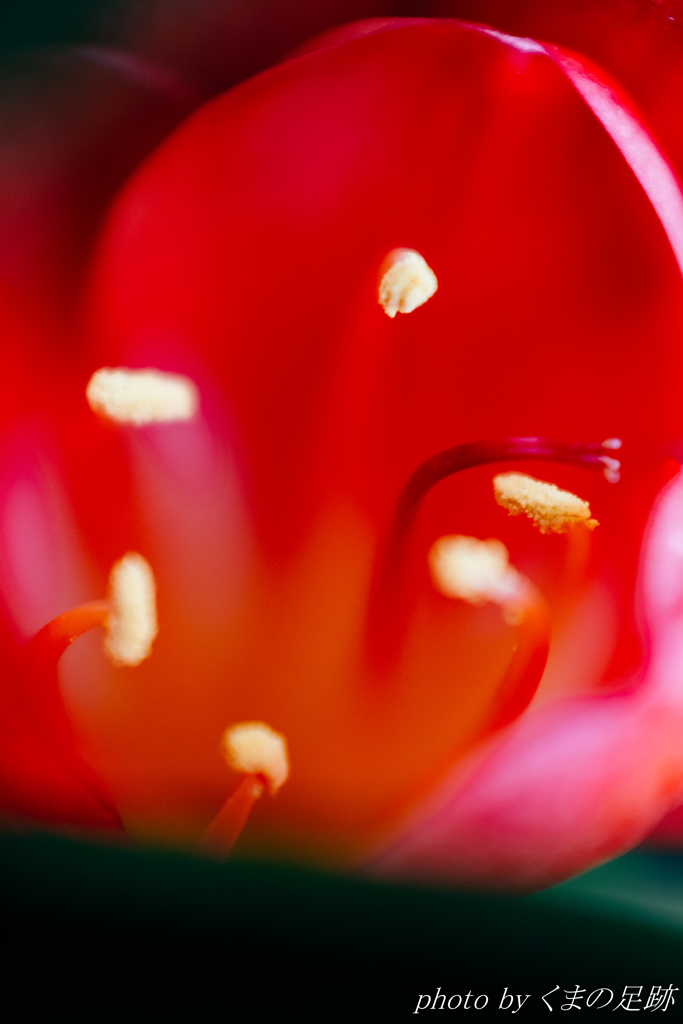 あっち向いてほい!!