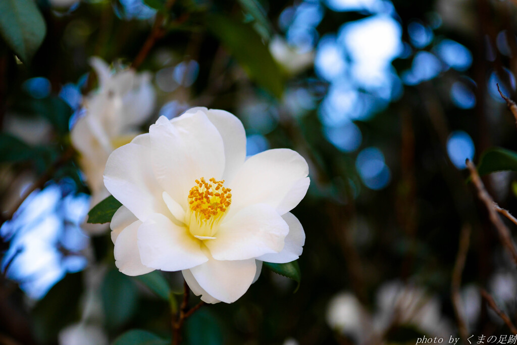 白眉の花