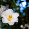 白眉の花
