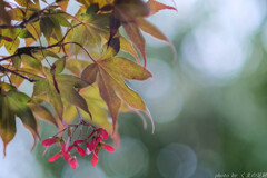 風吹けば構図が変わる