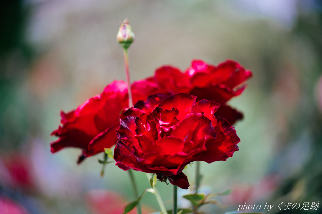 リアルってなんだろう