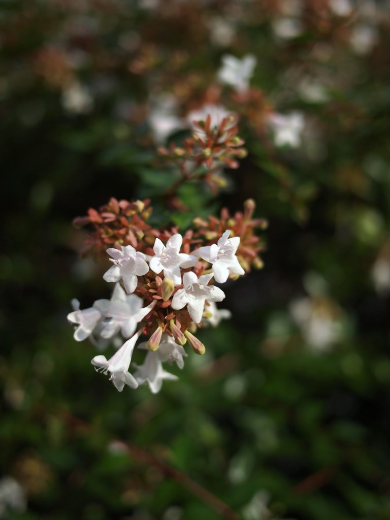 ひそやかに秋を楽しむ ⅡⅩⅣ