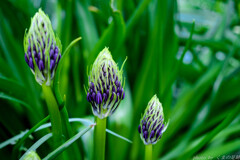 マヨネーズを少々