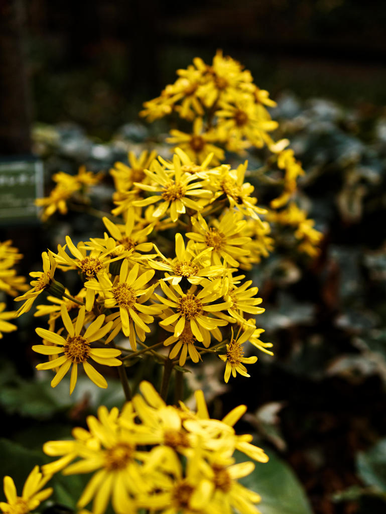 花道