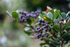 鳴らせマラカス！！