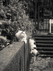 かくれんぼ