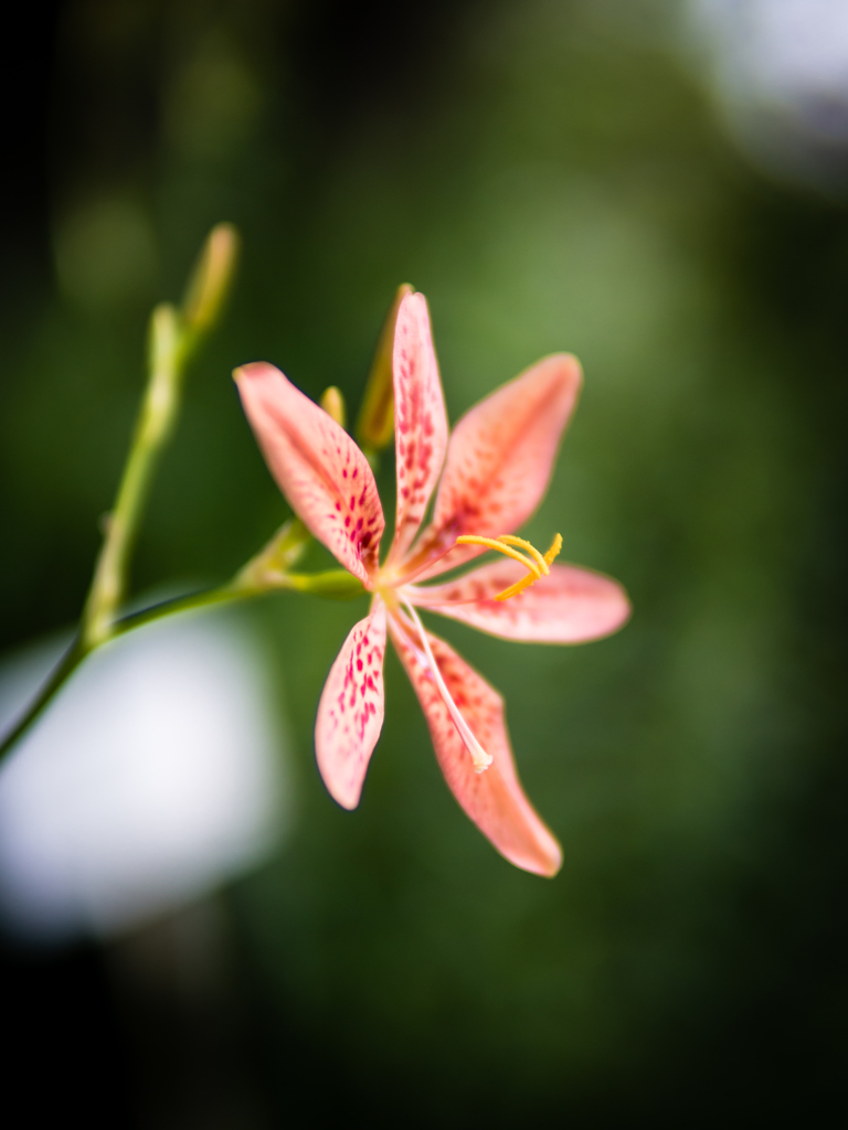 ふぃるむちっく