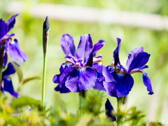 いまや遠きＧＷ