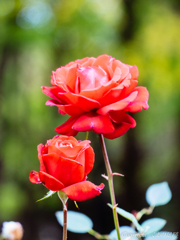 薔薇とバラ